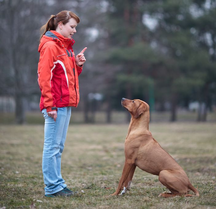 Chicago Canine Academy